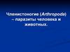 Членистоногие (Arthropoda), паразиты человека и животных