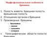Полость живота. Полость брюшины. Отношение органов брюшине. Забрюшинное пространство. Производные брюшины (занятие 4)