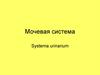 Мочевая система