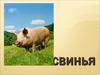 Породы свиней