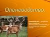 Оленеводство в разных странах