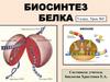 Биосинтез белка