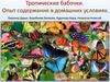 Тропические бабочки. Опыт содержания в домашних условиях