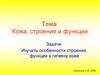 Кожа, строение и функции