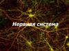 Нервная система. Спинной мозг