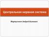 Центральная нервная система