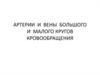 Артерии и вены большого и малого кругов кровообращения