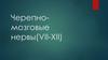 Черепно-мозговые нервы (VII-XII)