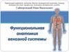 Функциональная анатомия венозной системы