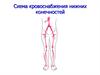 Схема кровоснабжения нижних конечностей