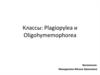 Классы: Plagiopylea и Oligohymemophorea