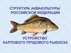 Устройство карпового прудового рыбхоза