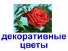 Декоративные цветы