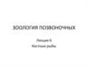 Зоология позвоночных. Костные рыбы. (Лекция 6)
