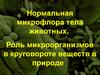 Нормальная микрофлора тела животных. Роль микроорганизмов в круговороте веществ в природе
