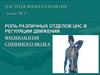 Роль различных отделов цнс в регуляции движений. Физиология спинного мозга