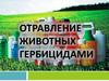 Отравление животных гербицидами