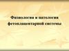 Физиология и патология фетоплацентарной системы