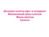 Деление клеток про- и эукариот. Жизненный цикл клетки. Фазы митоза. Амитоз