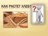 Как растет хлеб