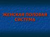 Женская половая система. (Часть 2)