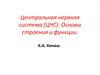 Центральная нервная система. Строение и функции
