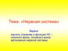 Нервная система. Строение и функции НС, спинного мозга, головного мозга