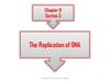 DNA Replication. (Chapter 9.3)
