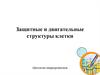 Защитные и двигательные структуры клетки. Цитология микроорганизмов