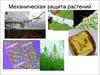 Механическая защита растений