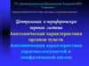 Анатомическая характеристика сердечно-сосудистой и лимфатической систем