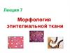 Морфология эпителиальной ткани