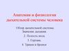 Анатомия и физиология дыхательной системы человека