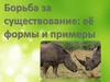 Борьба за существование: её формы и примеры