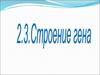 Строение гена