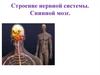 Строение нервной системы. Спинной мозг