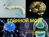 Спинной мозг