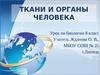 Ткани и органы человека (урок по биологии 8 класс)