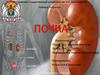 Почка. Функции почки