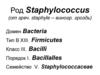 Род Staphylococcus (Стафилококки)