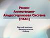 Ренин-Ангиотензин-Альдостероновая Система (РААС). Краткий анатомо-физиологический обзор