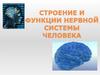 Строение и функции нервной системы человека