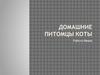 Домашние питомцы коты