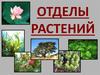 Отделы растений. Отдел водоросли