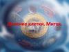 Деление клетки. Митоз