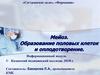 Мейоз. Образование половых клеток и оплодотворение