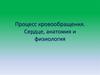 Процесс кровообращения. Сердце, анатомия и физиология
