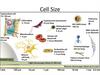 Microscope Measurement