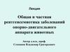 Общая и частная рентгенсемиотика заболеваний опорно-двигательного аппарата животных