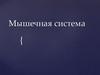 Мышечная система